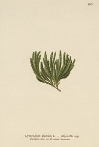 Lycopodium alpinum da German School