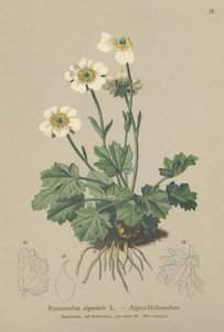 Ranuncolo alpino (Ranunculus alpestris) da German School