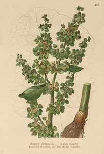 Rumex alpinus da German School
