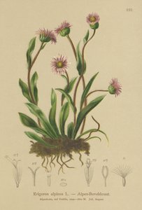 Erigeron alpino