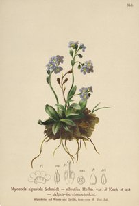 Non-ti-scordar-di-me alpino (Myosotis alpestris, Myosotis silvatica)