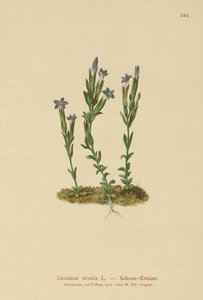Genziana alpina (Gentiana nivalis)