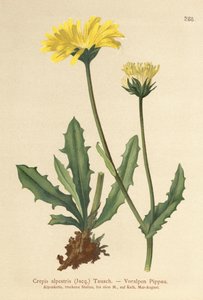 Crepis alpina (Crepis alpestris) da German School