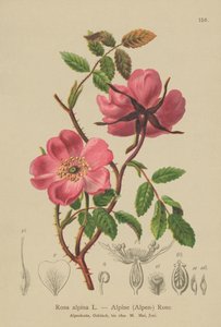Rosa alpina (Rosa alpina, Rosa pendulina) da German School