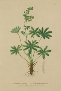 Mantello della signora alpina (Alchemilla alpina) da German School