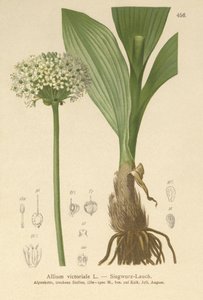 Allium victorialis, Allium victoriale, Cepa victorialis, Geboscon triphylum, Allium plantagineum, Allium anguinum