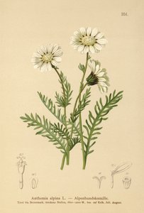 Camomilla alpina da German School