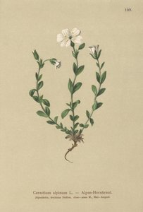 Cerastium alpinum da German School
