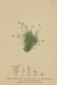 Sagina saginoides da German School