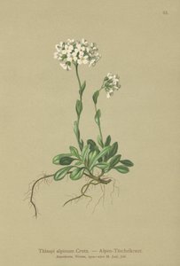 Thlaspi alpinum da German School