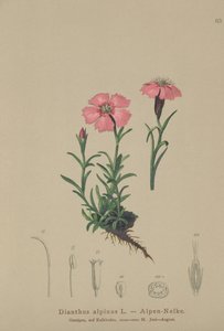 Dianthus alpinus da German School