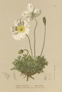 Papavero alpino (Papaver alpinum, subsp. alpinum) da German School