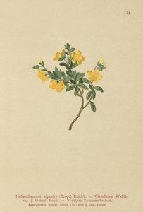 Helianthemum alpestre