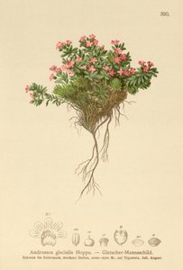 Androsace alpina (Androsace glacialis, Androsace alpina)