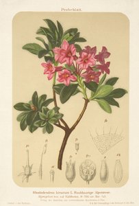Rosa alpina (Rhododendron hirsutum) da German School