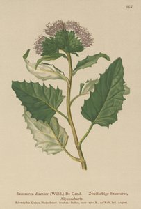Saussurea alpina (Saussurea discolor)