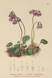 Campanula delle nevi alpina (Soldanella alpina)