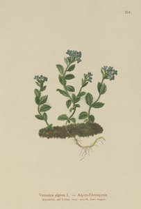 Veronica alpina da German School