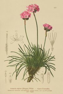 Armeria alpina