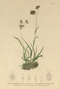 Luzula alpinopilosa, Luzula spadicea da German School