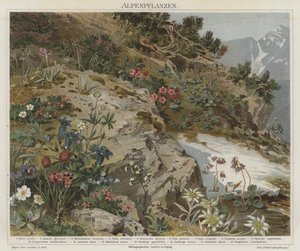 Piante alpine da German School