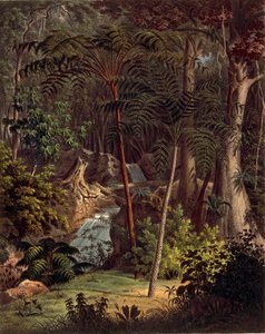 Foresta Amazzonica, tavola XXVII da 