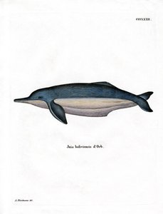 Delfino del Rio delle Amazzoni da German School