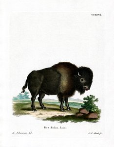 Bisonte Americano da German School