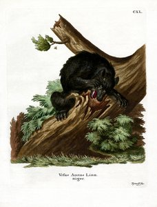 Orso nero americano da German School