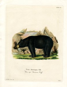 Orso nero americano