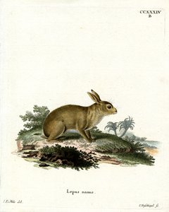 Coniglio grigio americano