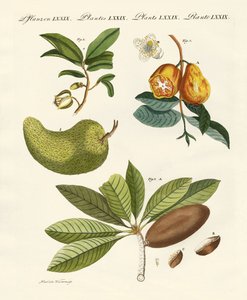 Frutti americani da German School