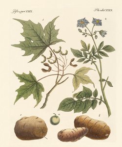 Piante americane da German School