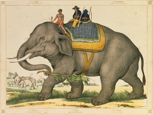 Un elefante usato per cacciare i suoi simili, foglio illustrato pubblicato da Joseph Scholz, Mainz, c.1860 da German School
