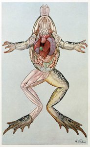 Sezione anatomica di una rana femmina, da Brehms Tierleben, pub. 1860 da German School