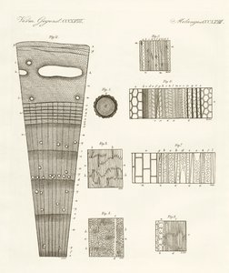 Anatomia del legno da German School