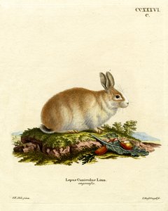 Coniglio d