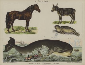 Animali da German School