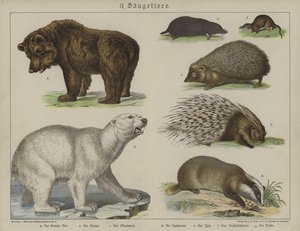 Animali da German School