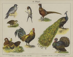 Animali da German School