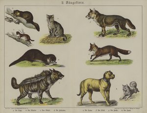 Animali da German School