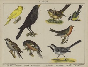 Animali da German School