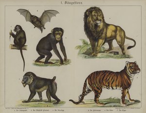 Animali