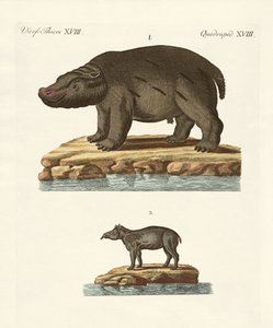 Animali dei paesi caldi da German School
