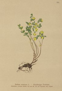 Borracina annuale (Sedum annuum)