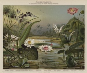 Piante acquatiche