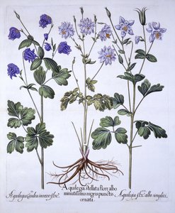 Aquilegia, da Hortus Eystettensis, di Basil Besler, pub. 1613