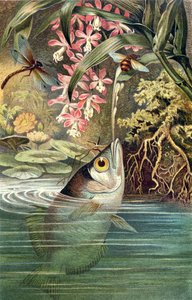 Pesce arciere, tavola da Brehms Tierleben: Allgemeine Kunde des Tierreichs, vol.8, p.49, pubblicato da Bibliographisches Institut da German School