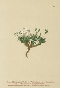 Draba artica (Draba fladnitzensis, Draba altaica, Draba wahlenbergi)