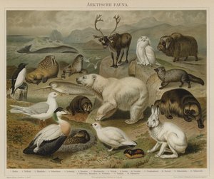 Fauna artica da German School